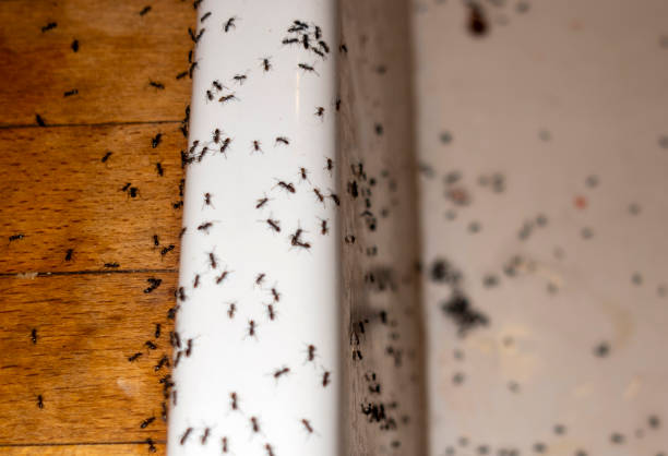 Best Residential Pest Control  in East Hazel Crest, IL